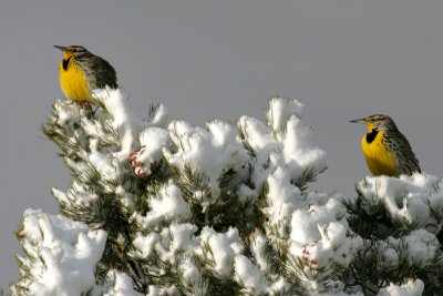 Western Meadowlarks