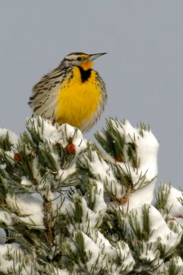 Western Meadowlark (The Singer at rest)