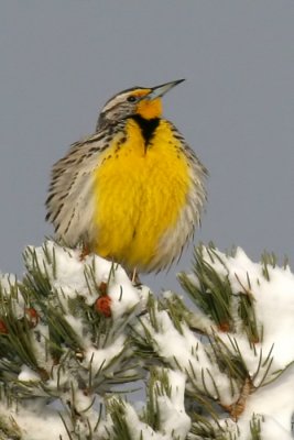 Western Meadowlark