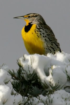 Western Meadowlark
