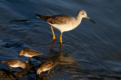 Greater Yellowlegs and Least Sandpipers