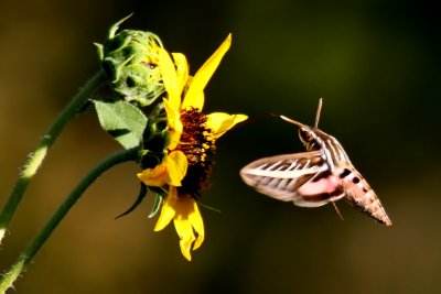 Hummingbird Hawk-moth ( Sphingidae ) I