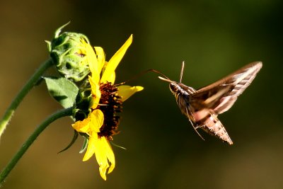 White-linned Sphinx Moth