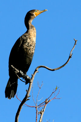 Double-crested Cormorant