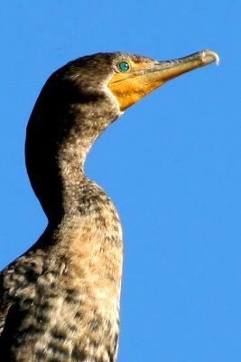  Double-crested Cormorant Closeup