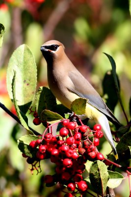 Cedar Waxwing