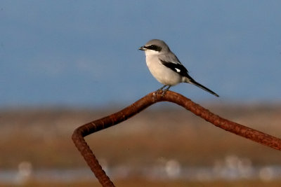 Loggerhead Shrike