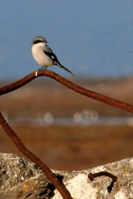 Loggerhead Shrike