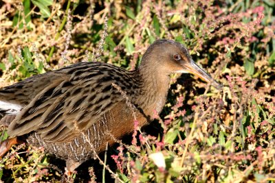 Califonia Clapper Rail