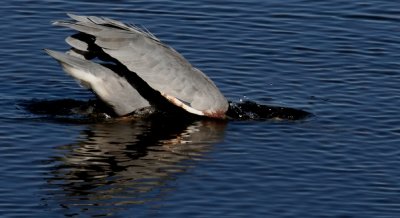 Great Blue Heron going for a snack