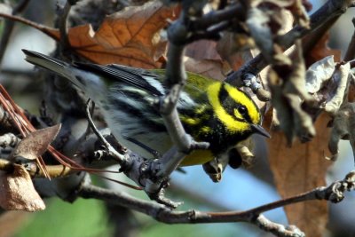 Townsend's Warbler(Dendroica townsendi)