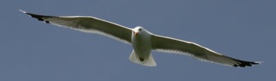 Soaring Glaucous-winged Gull