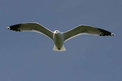 Soaring Glaucous-winged Gull