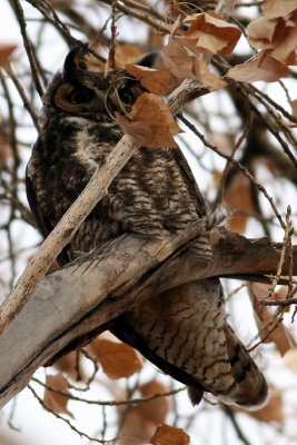 Great Horned Owl in a high wind