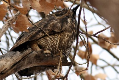 Owl #2 in the high winds