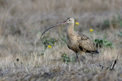 Long-billed Curlew