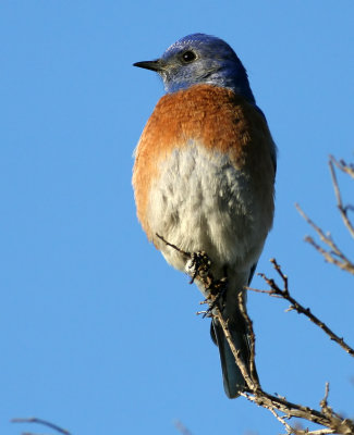 Western Bluebird