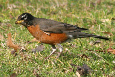 American Robin