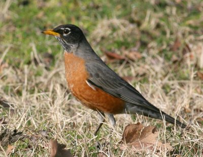 American Robin