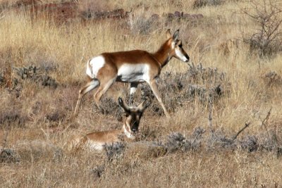 Pronghorn Antelope - Young male and female