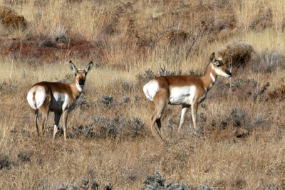 Pronghorn Antelope - Two females