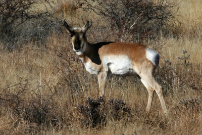 Young male Pronghorn