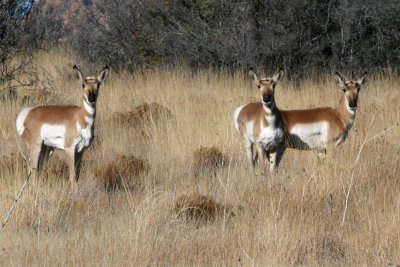 Three wary, but still curious antelope