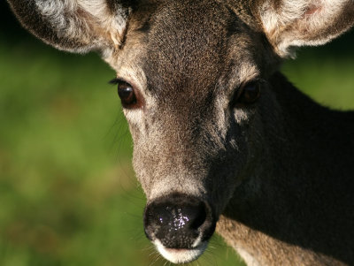 California Mule Deer (Ready for it's closeup)