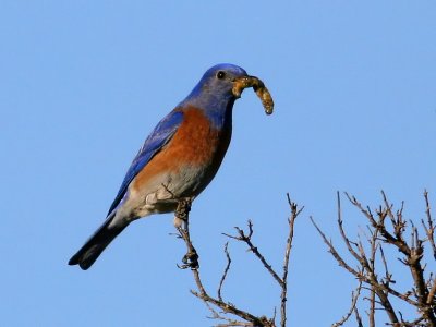 Western Bluebird with nasty looking grub