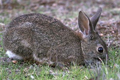 Brush Rabbit