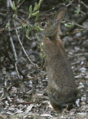 Brush Rabbit - Going for the tender shoots