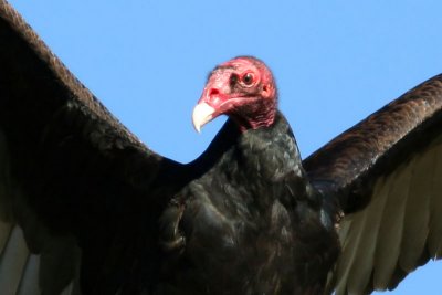 Turkey Vulture - Not ready for a closeup