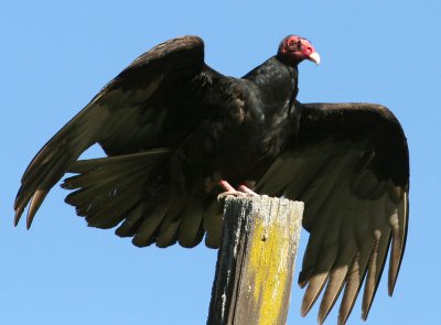Turkey Vulture - Ready to fly