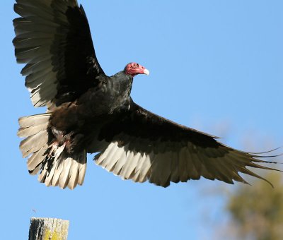 Turkey Vulture taking flight