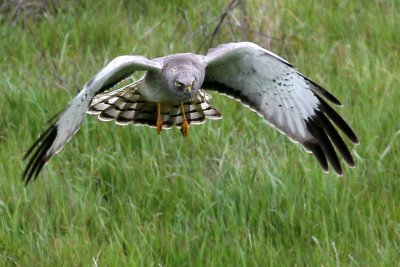 Northern Harrier