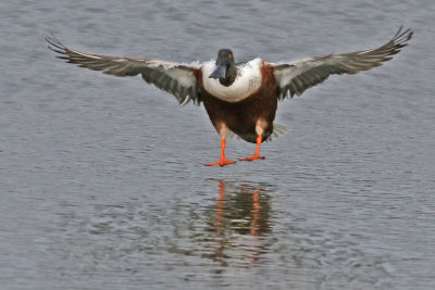 Male Northern Shoveler - Flaps down, touching down