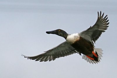 Male Northern Shoveler