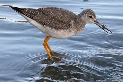 Greater Yellowlegs catching dinner