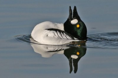 Male Common Goldeneye (Bucephala clangula)