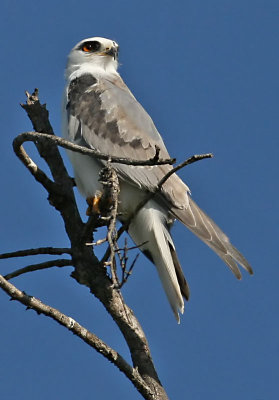 White-tailed Kite