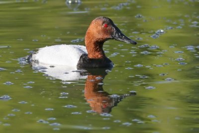 Male Canvasback  (Aythya valisineria)