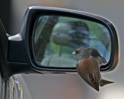 Junco trying to get acquainted with it's new chum