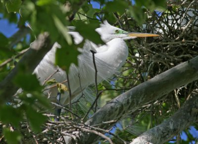 Great Egret standing on nest