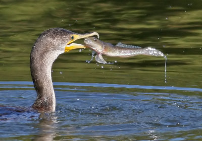 Double-crested Cormorant