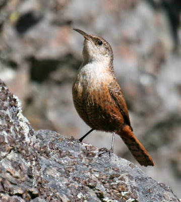 Canyon Wren  (Catherpes mexicanus)