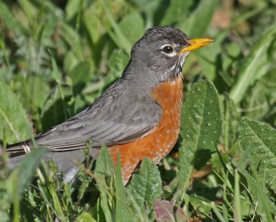 American Robin