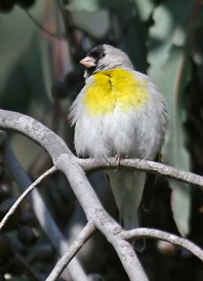 Lawrence's Goldfinch
