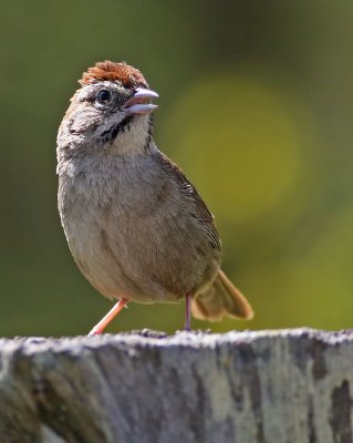 Rufous-crowned Sparrow  (Aimophila ruficeps)