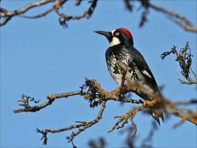 Acorn Woodpecker