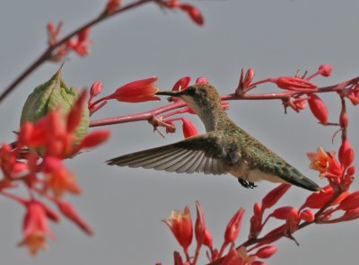 Allen's Hummingbird (Female)